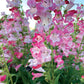 Flock of Flamingos Penstemon