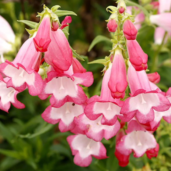 Flock of Flamingos Penstemon