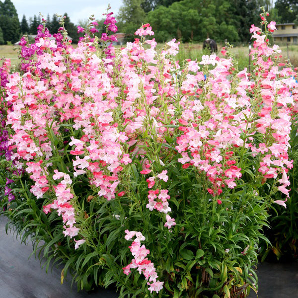 Flock of Flamingos Penstemon