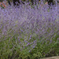 CrazyBlue Russian Sage