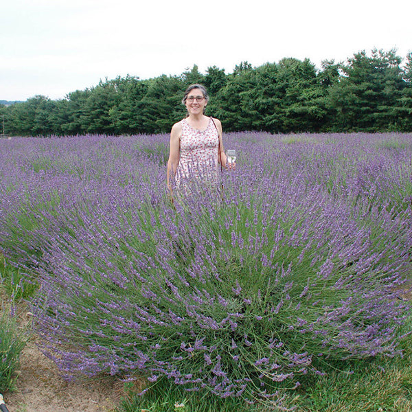 Phenomenal Lavender