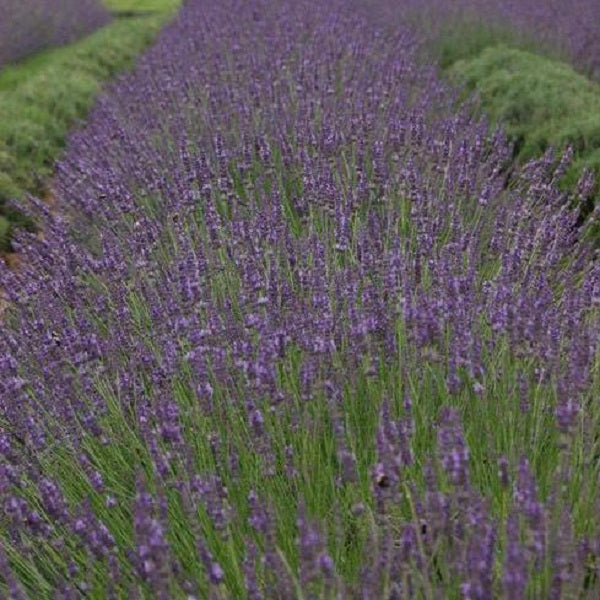 Phenomenal Lavender