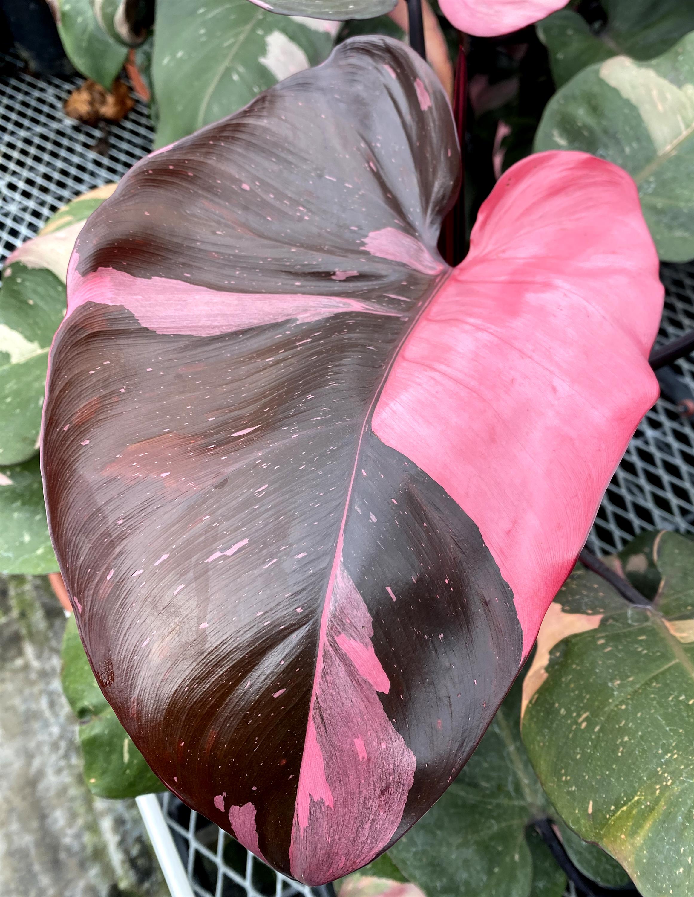 pink princess philodendron outdoors Pink Princess Philodendron