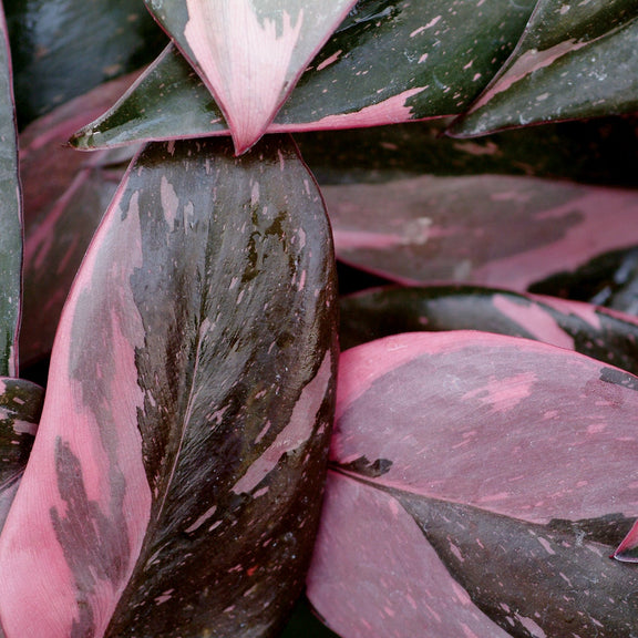 pink princess philodendron all pink leaves Pink Princess Philodendron