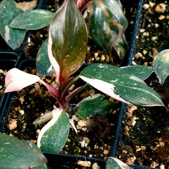 pink princess philodendron in the wild Pink Princess Philodendron – Wild & Son