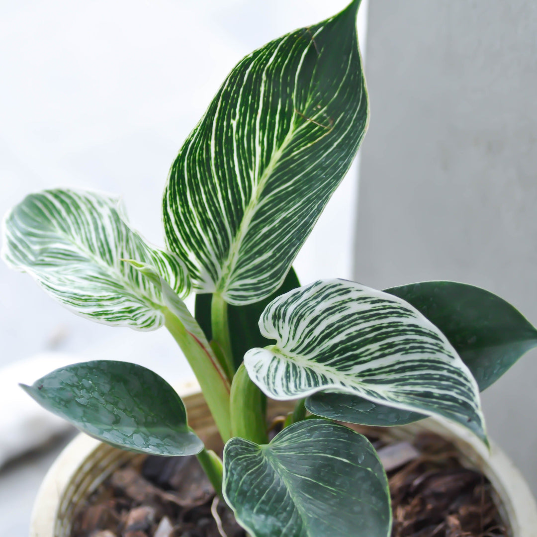 Birkin Philodendron – Wild & Son