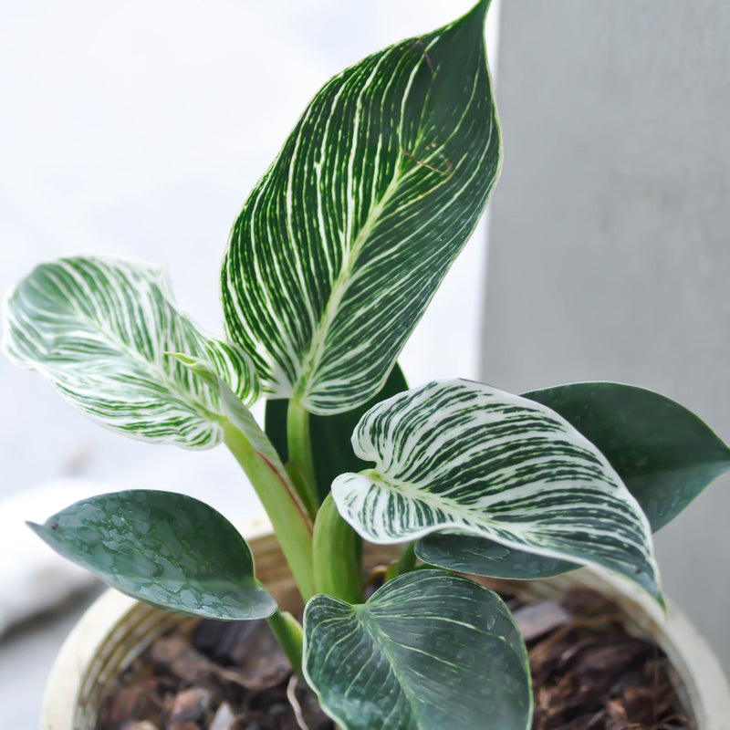 philodendron birkin bloom Birkin Philodendron