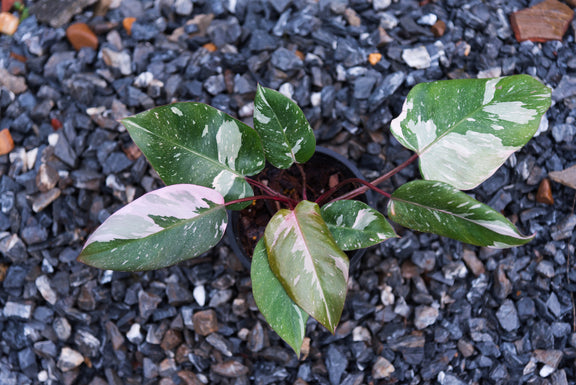 pink princess philodendron in the wild Pink Princess Philodendron – Wild & Son