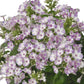 Tall Garden Phlox Collection