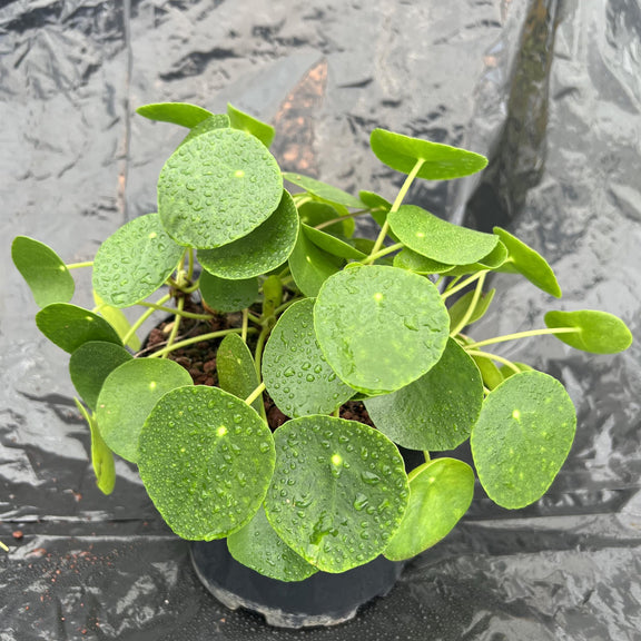 chinese money plant watering schedule Chinese Money Plant