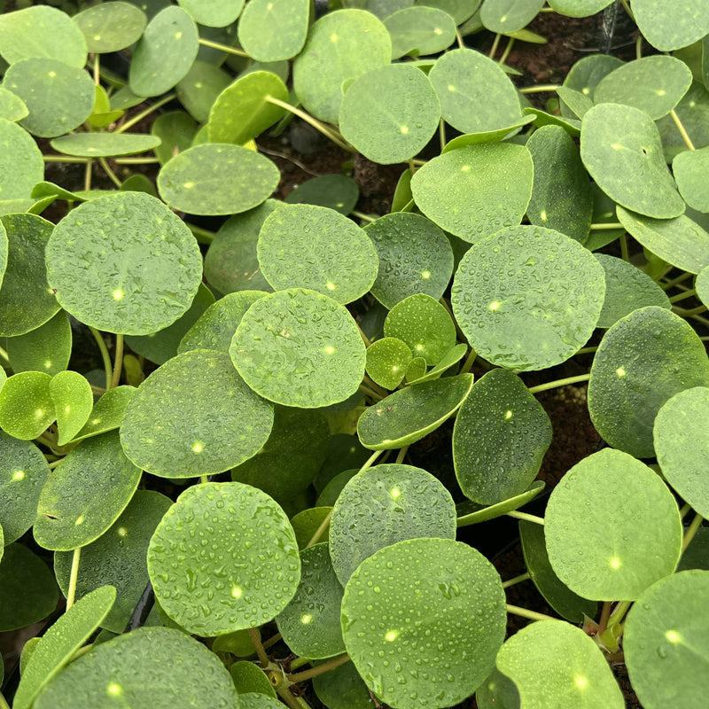 buy chinese money plant Chinese Money Plant