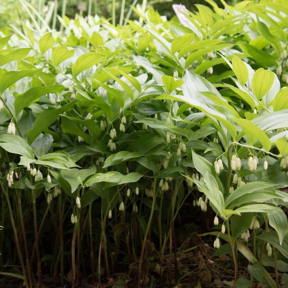 Dwarf Solomon's Seal – Wild & Son