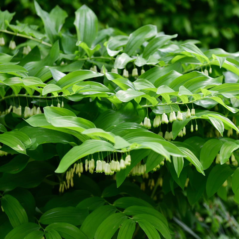 Dwarf Solomon's Seal