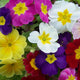 Pacific Hybrids Primrose