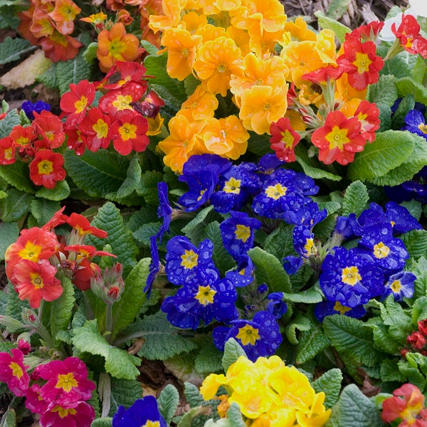 Pacific Hybrids Primrose