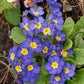 Pacific Hybrids Primrose