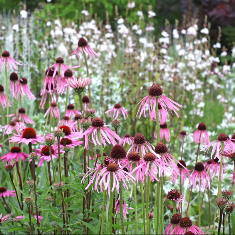 Pale Purple Coneflower