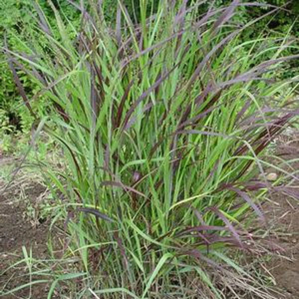 Shenandoah Switchgrass