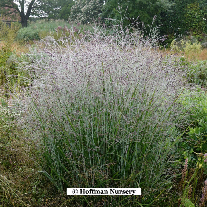 Purple Tears Switchgrass