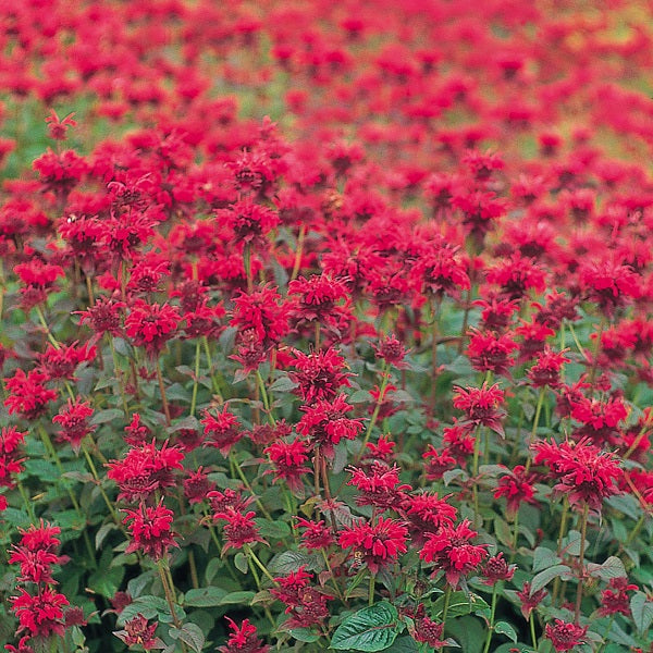 Panorama Mix Beebalm