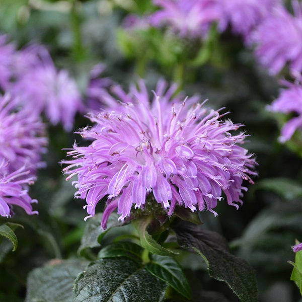 Panorama Mix Beebalm