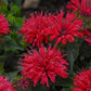 Panorama Mix Beebalm