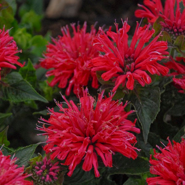 Panorama Mix Beebalm