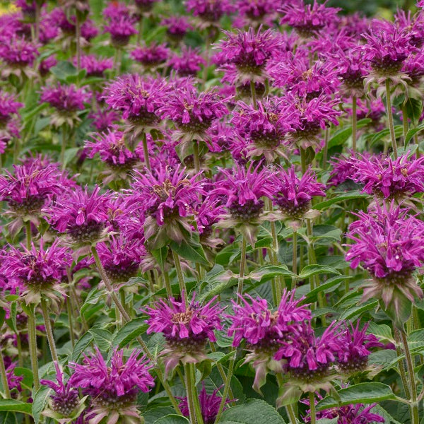 Panorama Mix Beebalm