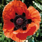 Prince of Orange Poppy