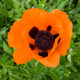 Prince of Orange Poppy