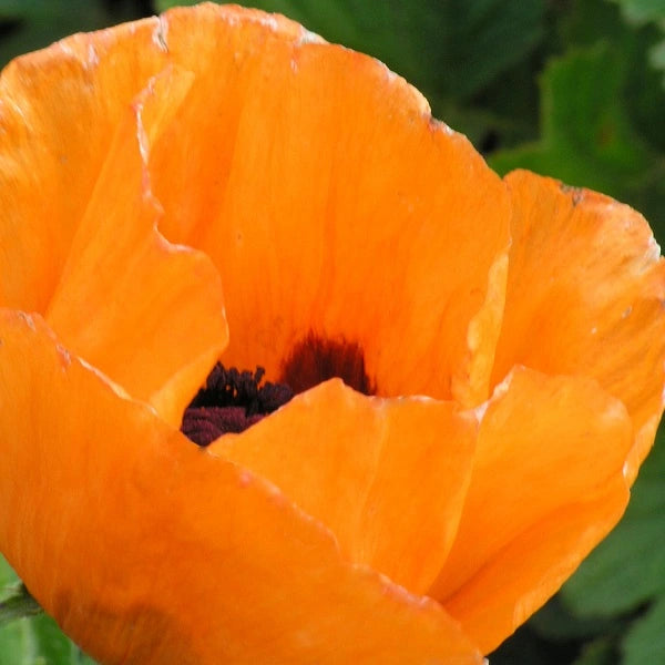 Prince of Orange Poppy