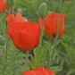 Prince of Orange Poppy