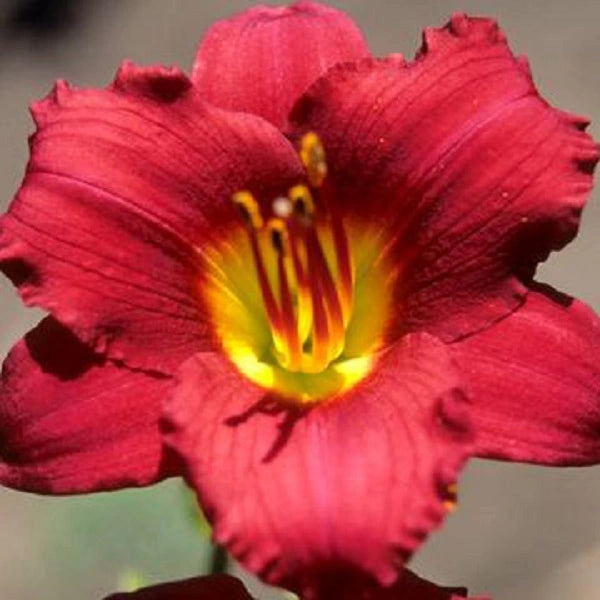 Pardon Me Daylily