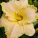 Pastel Gemstone Daylily