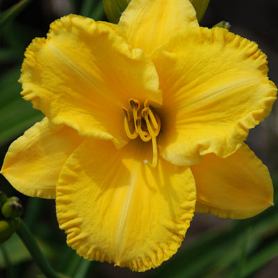 Patriots Gold Daylily