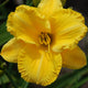 Patriots Gold Daylily