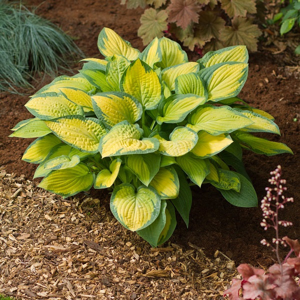 Paul's Glory Hosta