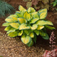 Get Them All Hosta Collection