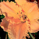 Peaceful Prairie Daylily