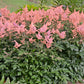 Peach Blossom Astilbe