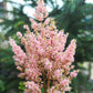 Peach Blossom Astilbe