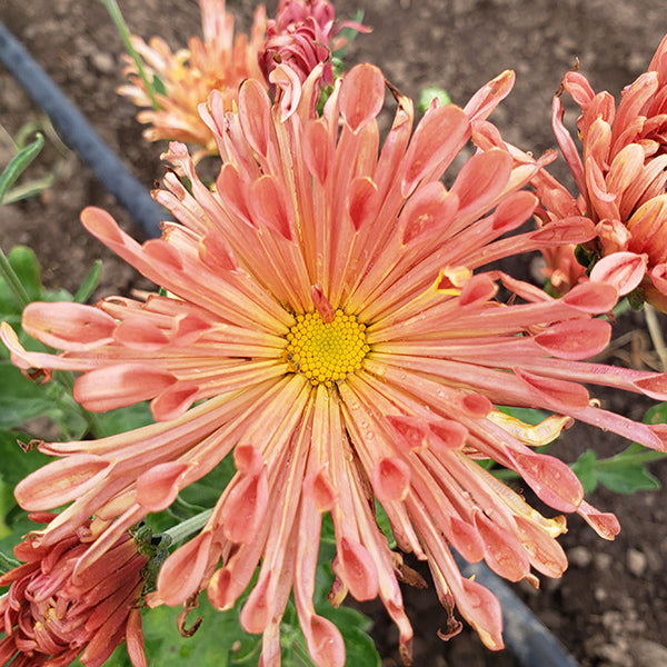 Peach Centerpiece Chrysanthemum