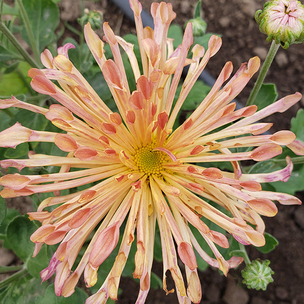 Peach Centerpiece Chrysanthemum