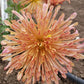 Peach Centerpiece Chrysanthemum