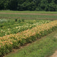 Subtle Message - Daylily