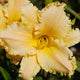 Peach Fantasia Daylily