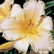 Peach Pillows - Daylily