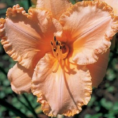 Peach Serenade - Daylily