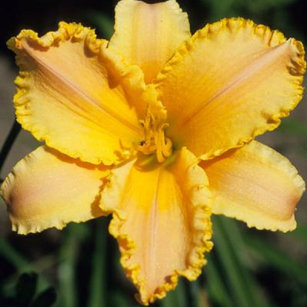 Peach Strudel - Daylily