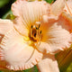 Peach Victoria Premium Daylily